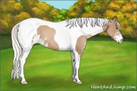 Horse Color:Silver Black Pearl Sabino Tobiano 