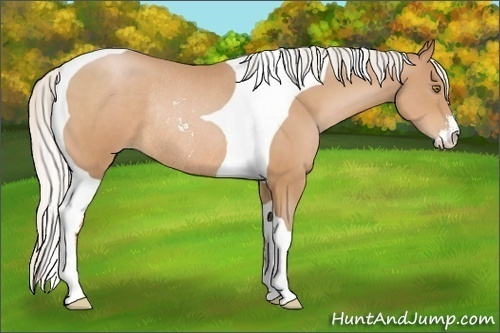 Horse Color:Silver Bay Pearl Sabino Tobiano Rabicano 