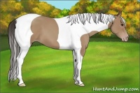 Horse Color:Classic Champagne Tobiano