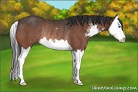 Horse Color:Bay Sabino Splash Rabicano
