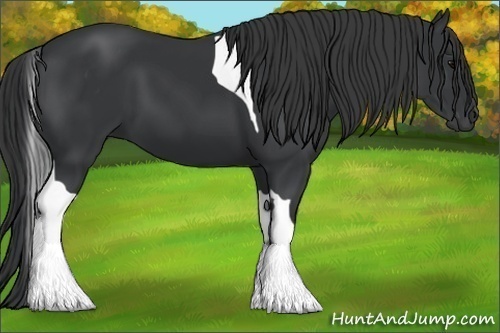 Horse Color:Black Tobiano 