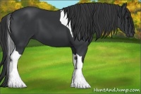 Horse Color:Black Tobiano 