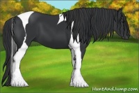 Horse Color:Black Tobiano 