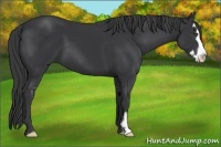 Horse Color:Black Splash Frame