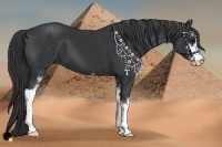 Horse Color:Black Sabino 