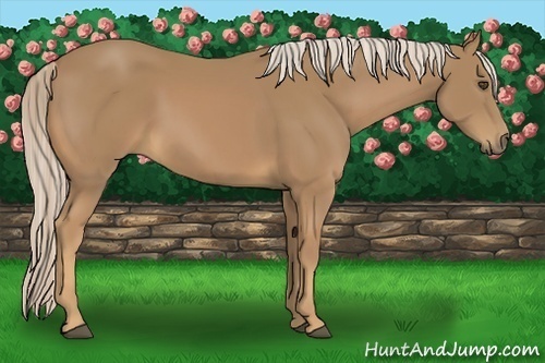 Horse Color:Palomino 