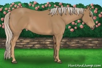 Horse Color:Palomino 
