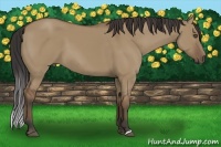 Horse Color:Buckskin Dun 
