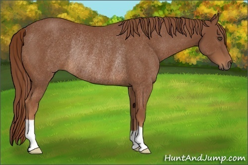 Horse Color:Chestnut Rabicano