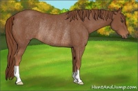 Horse Color:Chestnut Rabicano 