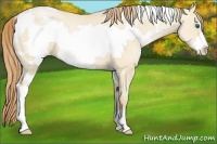 Horse Color:White Spotted Smoky Grullo Pearl Frame
