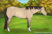 Horse Color:Amber Champagne Dun 