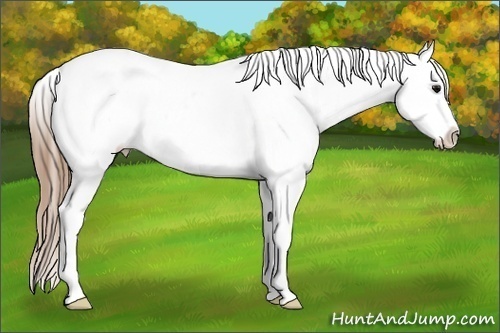 Horse Color:Unknown 