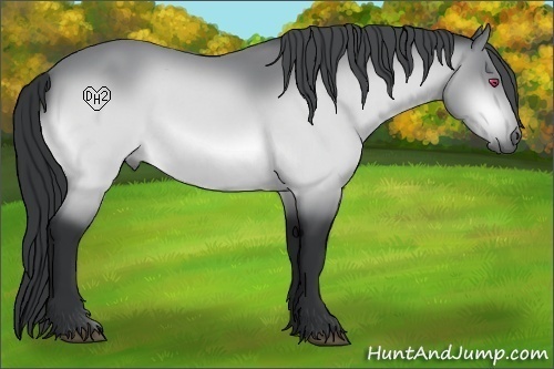Horse Color:Bay Chinchilla 