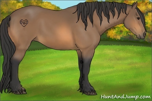 Horse Color:Buckskin 