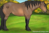 Horse Color:Buckskin