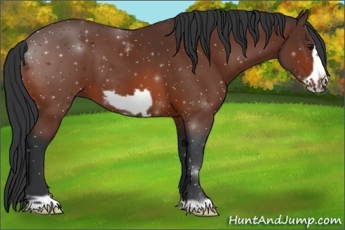 Horse Color:Bay Frame 