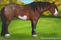 Horse Color:Bay Frame