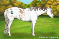 Horse Color:Black Pearl Sabino