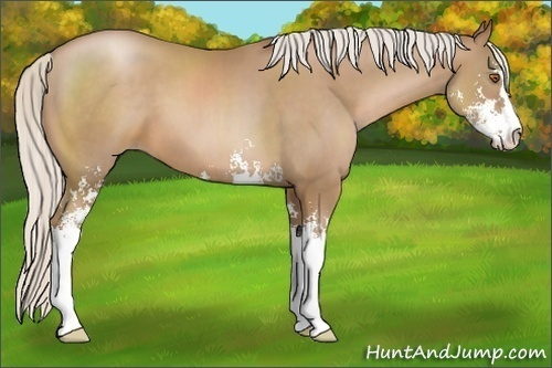 Horse Color:Silver Black Pearl Sabino 