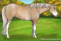 Horse Color:Silver Black Pearl Sabino 