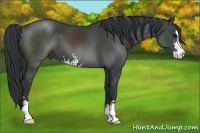 Horse Color:Black Sabino
