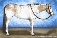 Horse Color:White Spotted Buckskin Dun Rabicano 