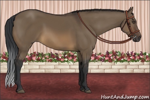 Horse Color:Brown Dun 