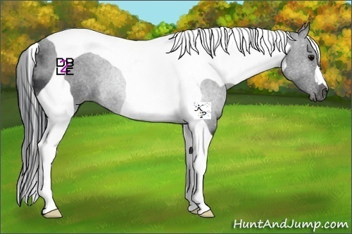 Horse Color:Black Tobiano