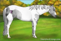 Horse Color:Black Tobiano 