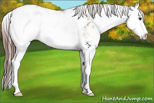 Horse Color:Liver Chestnut Sabino Appaloosa