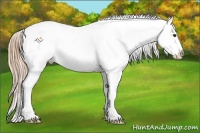 Horse Color:Liver Chestnut Appaloosa