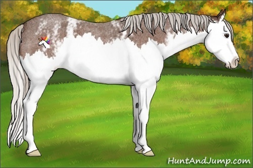 Horse Color:White Spotted Silver Bay Roan Splash 