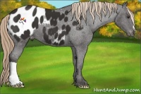 Horse Color:Liver Chestnut Appaloosa