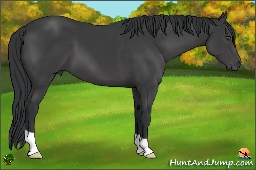 Horse Color:Black 