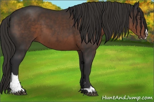 Horse Color:Liver Chestnut Sabino 