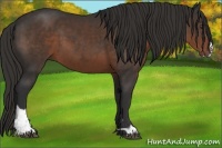 Horse Color:Liver Chestnut Sabino