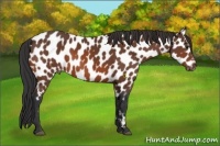 Horse Color:Bay Appaloosa Rabicano