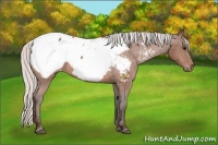 Horse Color:Silver Bay Appaloosa