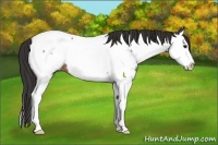Horse Color:Brown Roan Splash Appaloosa 