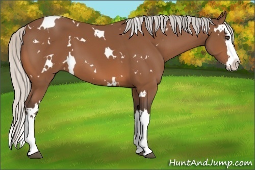 Horse Color:White Spotted Silver Bay Splash