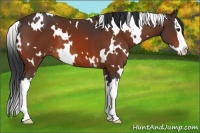 Horse Color:White Spotted Bay Splash