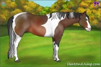 Horse Color:Bay Splash Tobiano