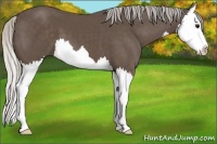 Horse Color:Silver Black Splash