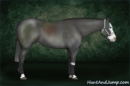 Horse Color:Smoky Black Sabino Splash 