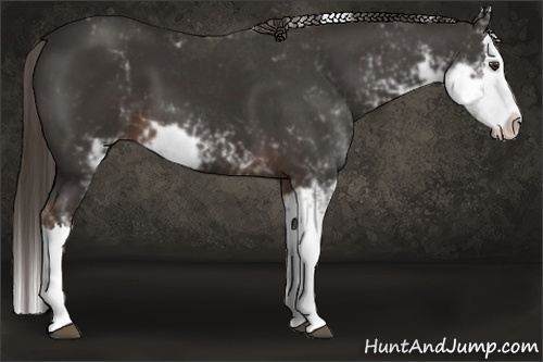 Horse Color:Liver Chestnut Sabino Splash
