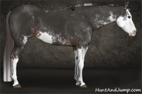 Horse Color:Liver Chestnut Sabino Splash 