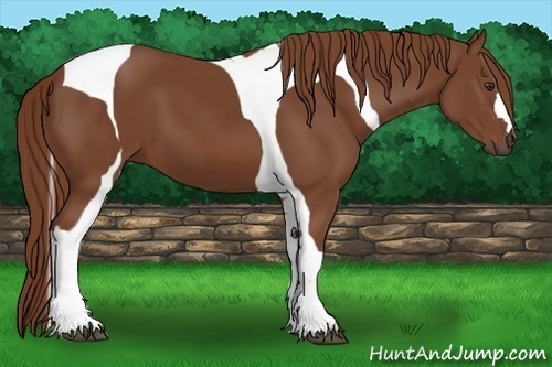 Horse Color:Chestnut Tobiano