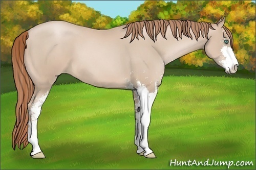 Horse Color:Smoky Black Pearl Sabino