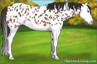 Horse Color:Bay Splash Near Leopard 